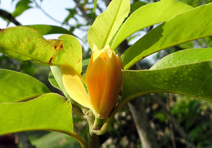 Champa, Champak, Magnolia champaca, gelbe jade Orchidee, Blume, gelb, Kodagu