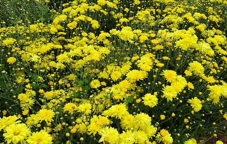 chrysanthème, Asteraceae, sevanthi, fleur, flore, annuel, Bloom