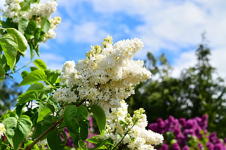white lilac, white, lilac, flowers, bush, garden, lilac branch