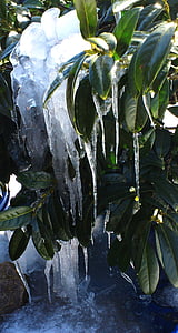 Ice, lohrbeerbusch, talvi, vesi, sadetta, Luonto