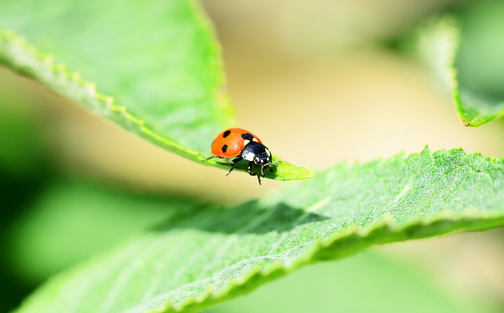 Ladybird, şapte-spot ladybird, vedere laterala, Coccinella septempunctata, Gândacul, insectă, insecte cu aripi