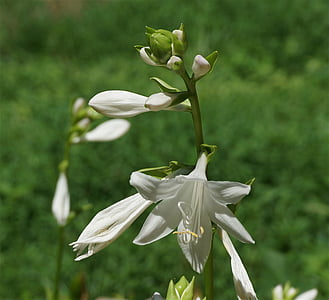 plantain lilies, lily, hosta, flower, blossom, bloom, white