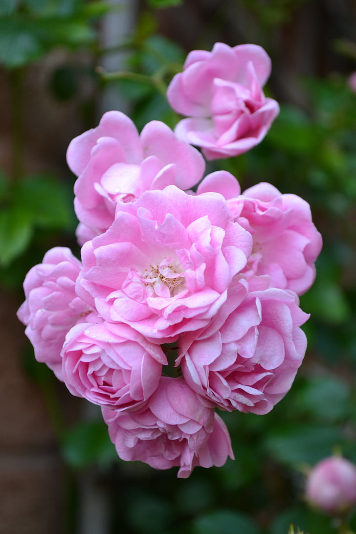 button rose, baby pink roses, floribunda, rambling rose, blooms, petals, pink