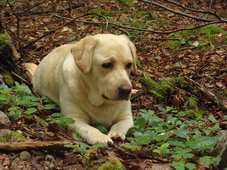 Labrador, pes, lesa, srčkano, leži, pet, živali
