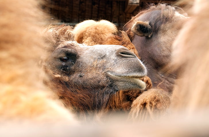 chameau, animal, Maroc, mammifère