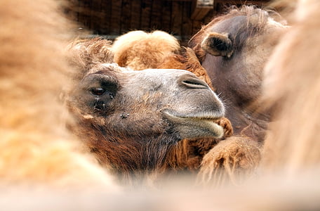 Верблюд, животное, Марокко, млекопитающее