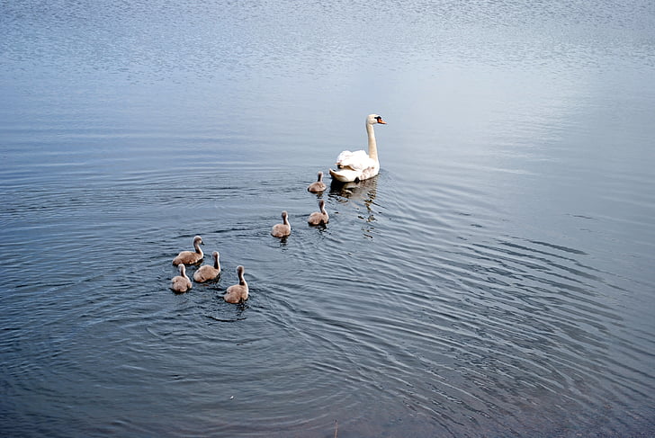 лебеди, семейство, езеро, вода
