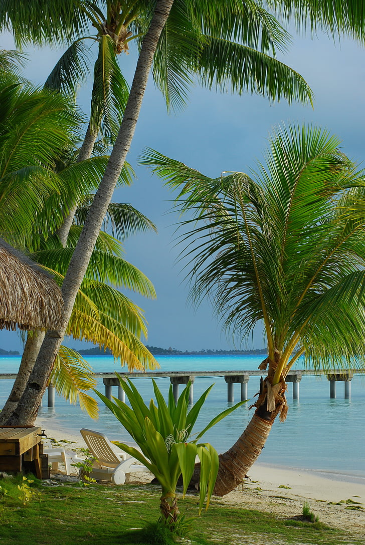 Tropical beach, pálmafa, sziget, fehér homok