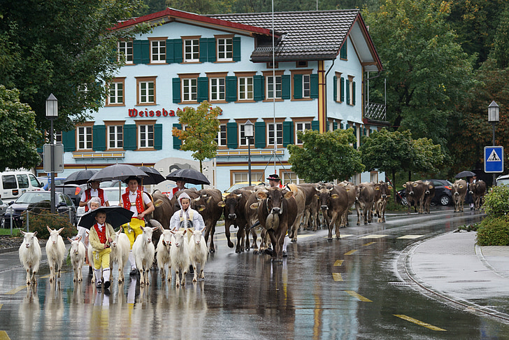 Schweiz, Appenzell, typische, Tradition, Alpabzug, Kühe, Ziegen
