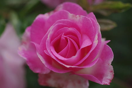 ökade, blomma, rosa blomma, Rosa, trädgård, rosa rosor, naturen