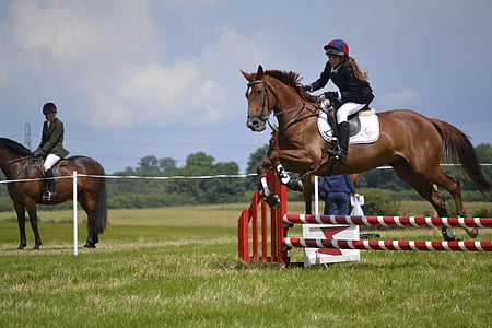horse, jumping, jumps, horse jumping, animal, jump, competition