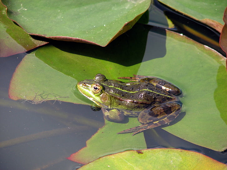 frog, water, animal, amphibian, nature, pond, wildlife