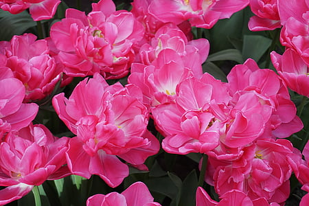 Tulip, bunga, musim semi, bunga potong, alam, merah muda, terisolasi