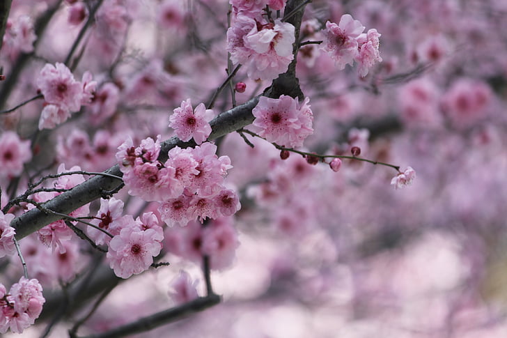 Sakura, kirsikankukka, japanilaisten kirsikkapuiden, kukka, puu, vaaleanpunainen, koriste kirsikka