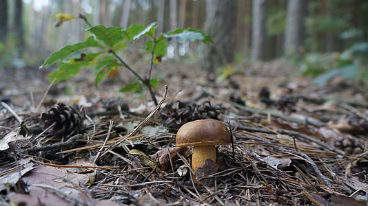 gljiva, češeri, šuma, gljive, detalj, vrganj, suho lišće