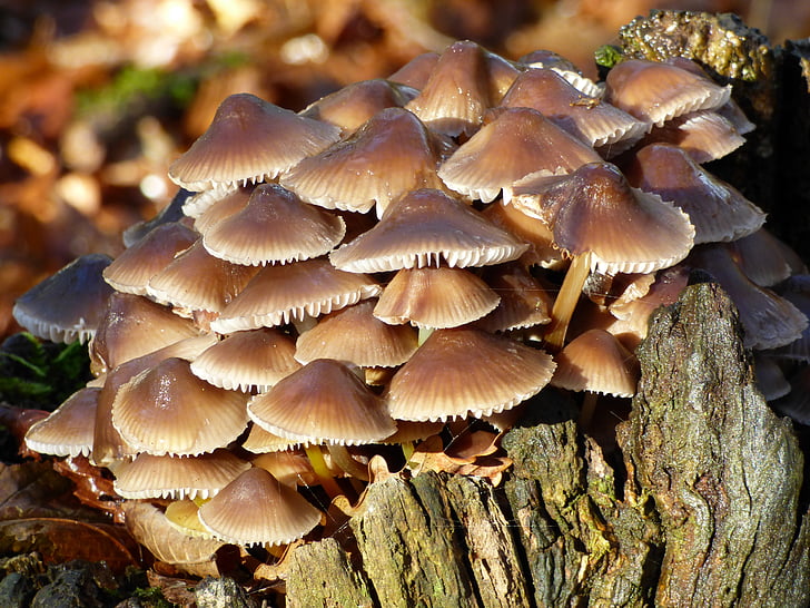 fall, mushrooms, strain, forest, wood, nature, trunk
