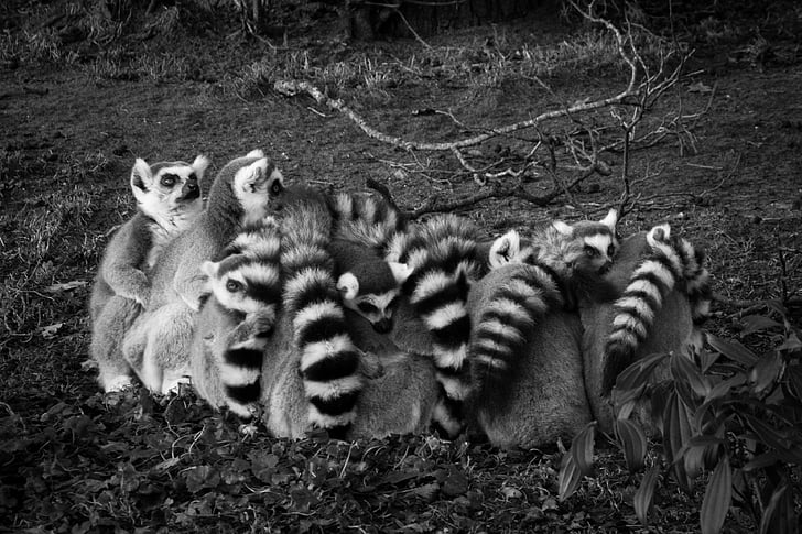 animales, en blanco y negro, Lemur catta, Lemuridae, lémures, gatos de Madagascar, mamíferos