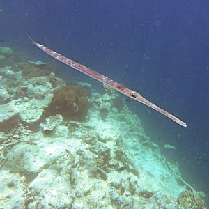 Memancing Rod, Maladewa, laut, Snorkelling, karang, terumbu karang, ikan