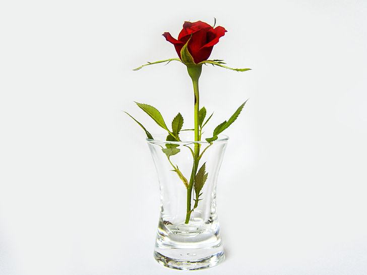 rose, glass, red, flower