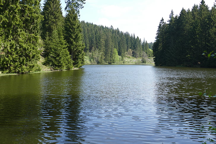 Grumbach dam, Lake, vann, skog, natur, landskapet, speiling