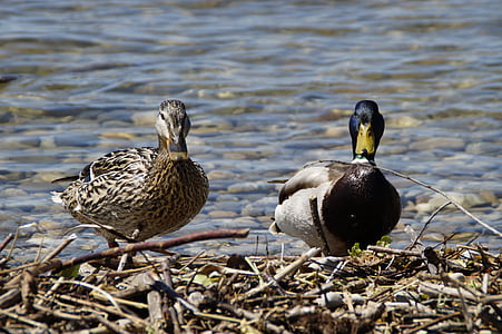 ducks, mallards, birds, duck bird, water bird, pair, couple
