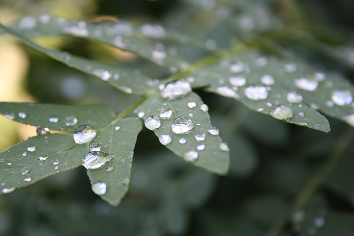 leaf, green, nature, drop of water, plant, raindrop, garden