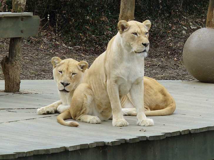 Lionne blanche, Zoo, lionne, animal, blanc, africain, sauvage