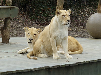 Biała lwica, ogród zoologiczny, lwica, zwierząt, biały, Afrykańska, dziki