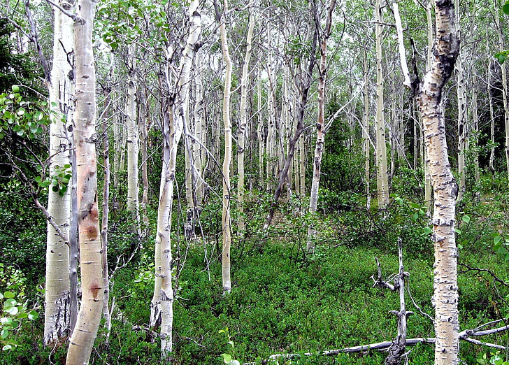 árvores de Álamo, arvoredo, floresta, casca, paisagem, cênica, natural