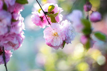 ροζ, άνθη, άνθιση, λουλούδι, δέντρο, υποκατάστημα, φύση