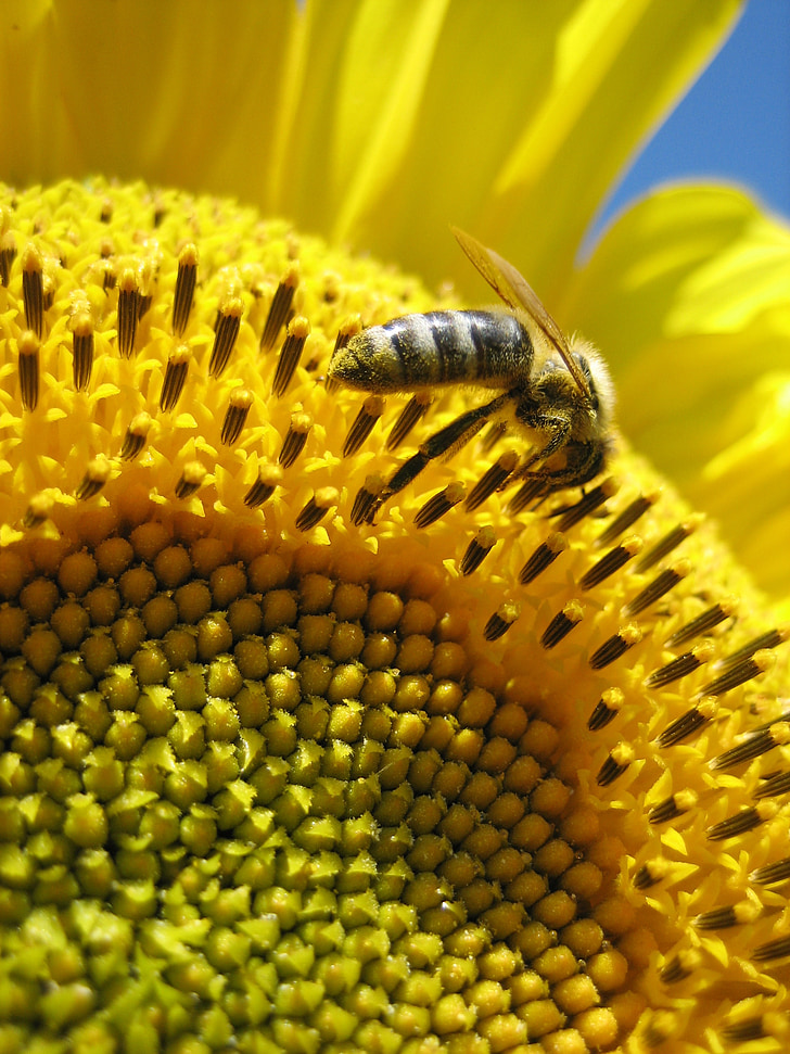 Sunce cvijet, pčela, žuta, Zatvori, zauzet pčela, kukac, nektar