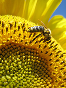 bunga matahari, lebah, kuning, Tutup, sibuk lebah, serangga, nektar