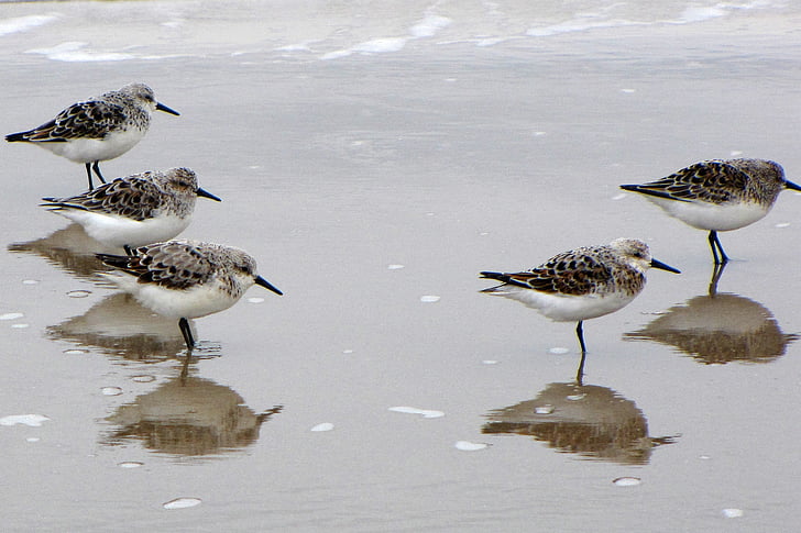 oiseau, oiseaux d’eau, mer, plage, Danemark, Jutland, Bécasseau sanderling