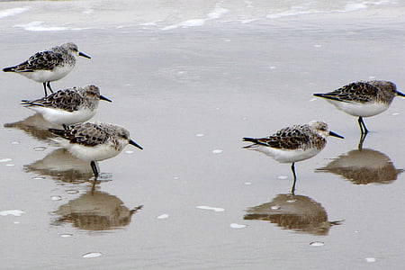 bird, water bird, sea, beach, denmark, jutland, sanderling