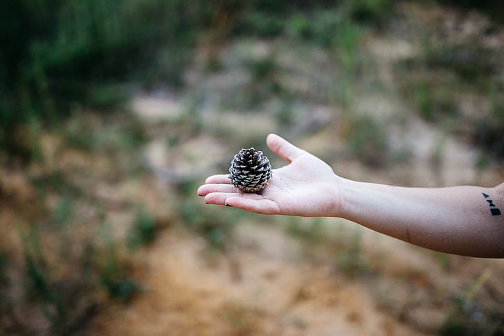 person, holding, brown, pine, cone, hand, palm