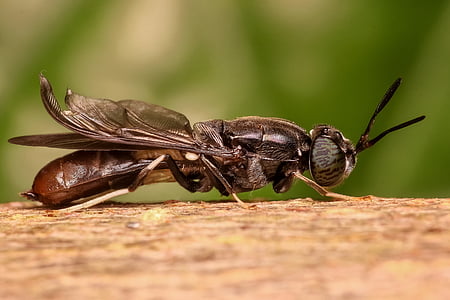 στρατιώτης μύγα, μύγα, έντομο, μακροεντολή, ζώο, κοντινό πλάνο, ζωικά θέματα