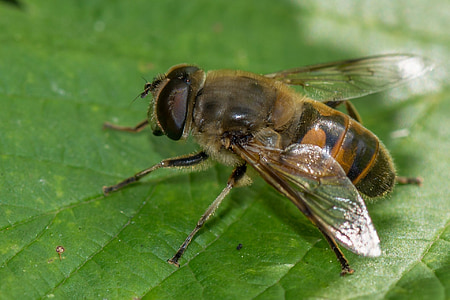 Bite, makro, detalizēti, spārni, kukaiņi, daba, dzīve
