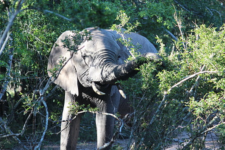 Слон, Восход, парк слонов Тембе, Африка, Дикая природа, животное, Фауна