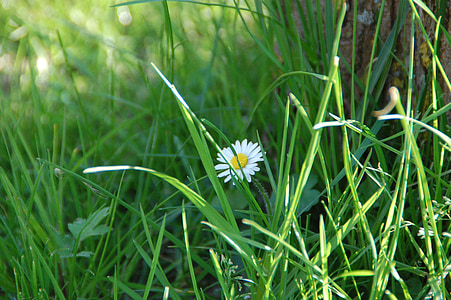 Дейзи, цвете, природата, трева