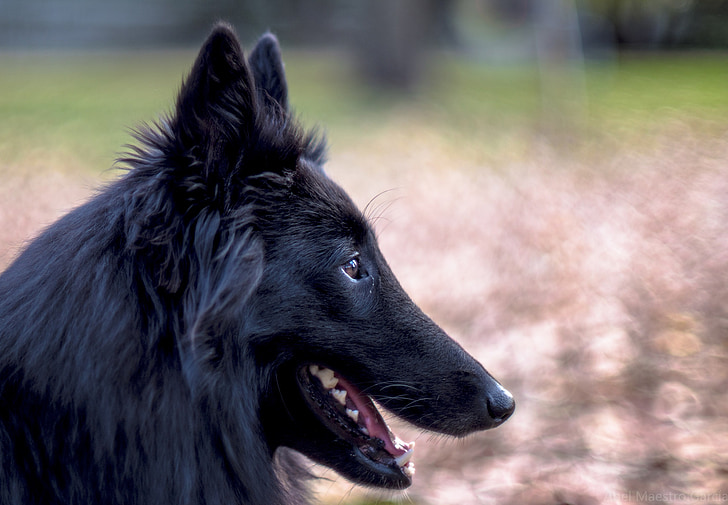 cane pastore belga, cane, nero, Canino, animale domestico, Chiuda in su, nazionali