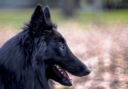 sheepdog เบลเยียม, สุนัข, สีดำ, สุนัข, สัตว์เลี้ยง, ใกล้ชิด, ภายในประเทศ
