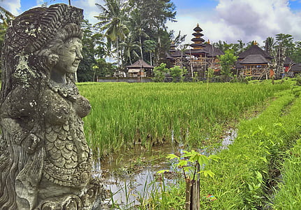Paddy, Temple, Bali, temples