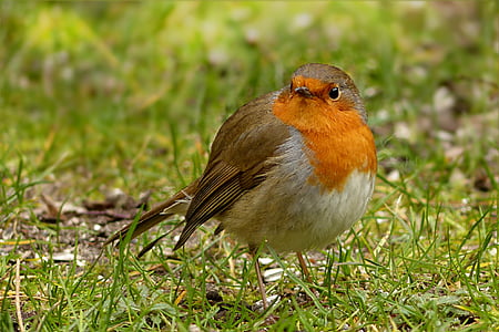 Robin, Erithacus rubecula, oiseau, jardin, recherche de nourriture, nature, animal