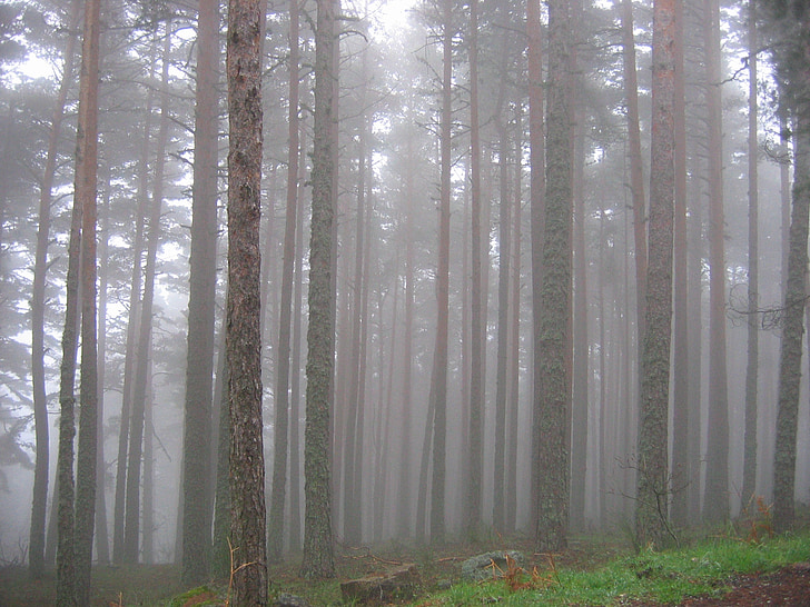 skov, træer, tåge, natur