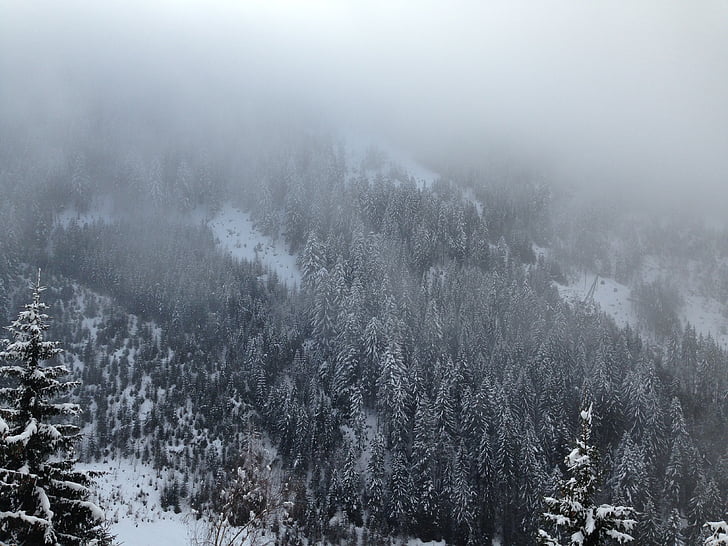 fred, bosc, natura, pins, neu, arbres, l'hivern