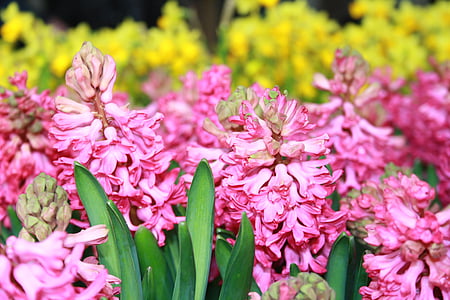 jaro, Hyacint, květ, závod, květ, Bloom