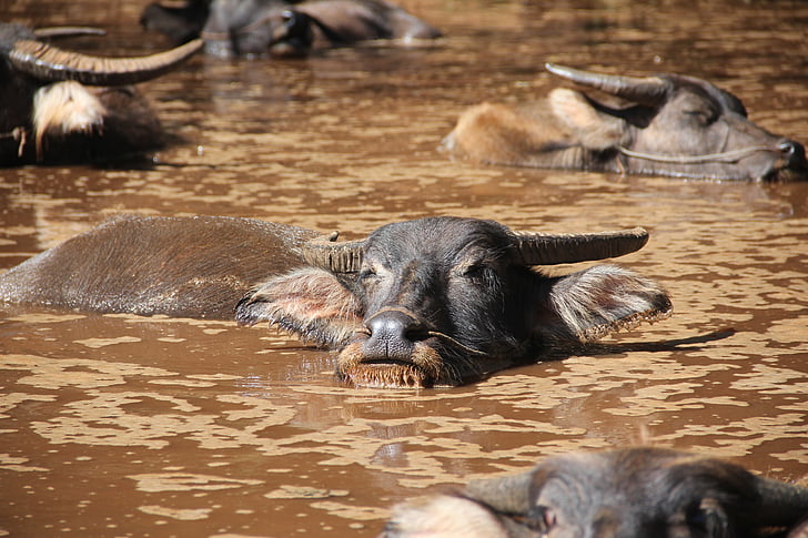 vodných byvolov, wasserstier, krava, Býk, Buffalo, hovädzí dobytok, hovädzie mäso