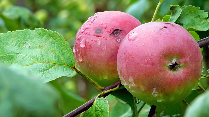 Omenapuu, Harvest, krupnyj suunnitelma