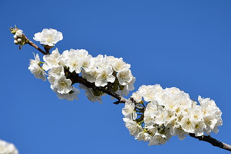 ciliegia, fiore, rametto, primavera, natura, fiori di primavera, giardino
