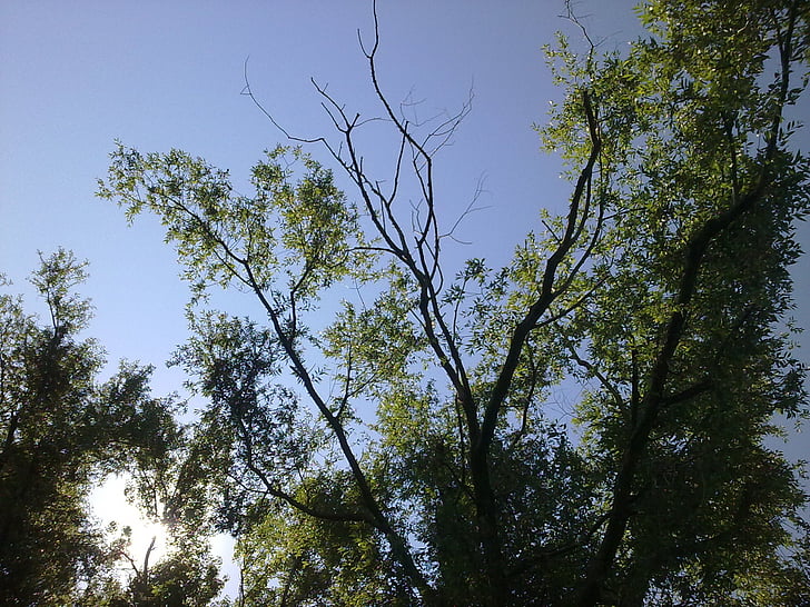 trees, sky, landscape